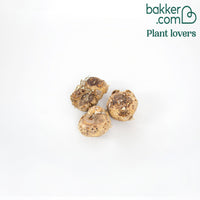 Calla Mischung (weiß + rosa + gelb) (x3)