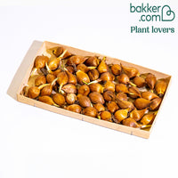 Holländische Iris Mischung 'Dutch Garden' (x50)