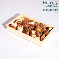 Triumph Tulpen Mischung