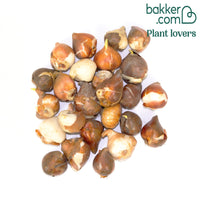 Lilienblütige Tulpen Mischung (x25)