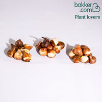 Tulpen frühblühende Murillo-Mischung (x25)