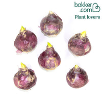 Hyazinthe 'Gipsy Queen' (x6)