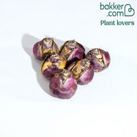 Hyazinthe 'Ostara' (x6)