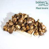 Doppelblütige Narzissen Mischung 'Double Flowers'