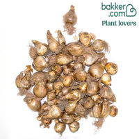 Doppelblütige Narzissen Mischung 'Double Flowers'