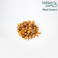 Holländische Iris Mischung 'Dutch Garden' (x50)