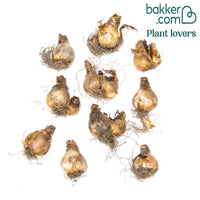 Narzissen 'Rijnveld's Early Sensation' (x10)