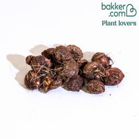 Montbretie 'Emily McKenzie' (x15)