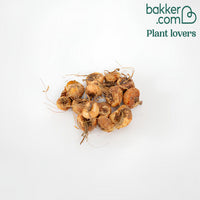 Crocosmia 'Lucifer' rot (x15) - Crocosmia red