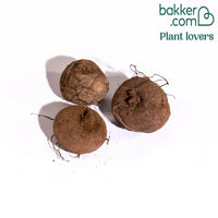 Alpenveilchen 'Coum' (x3)