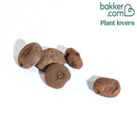 Neapolitanische Alpenveilchen Mischung (x5)