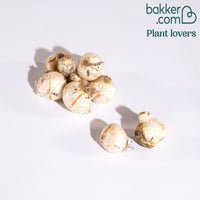 Zierlauch Mischung 'Fantasia' (x10)