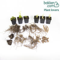 Massiv mit 50 sortierten Stauden - Fläche ca. 6 m2