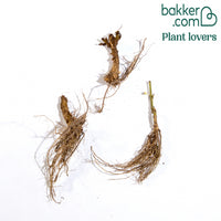 Flammenblume rosa (x3)