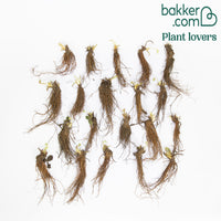 Remontant-Erdbeeren La Savoureuse de Willemse ® COV MA48 (x20)