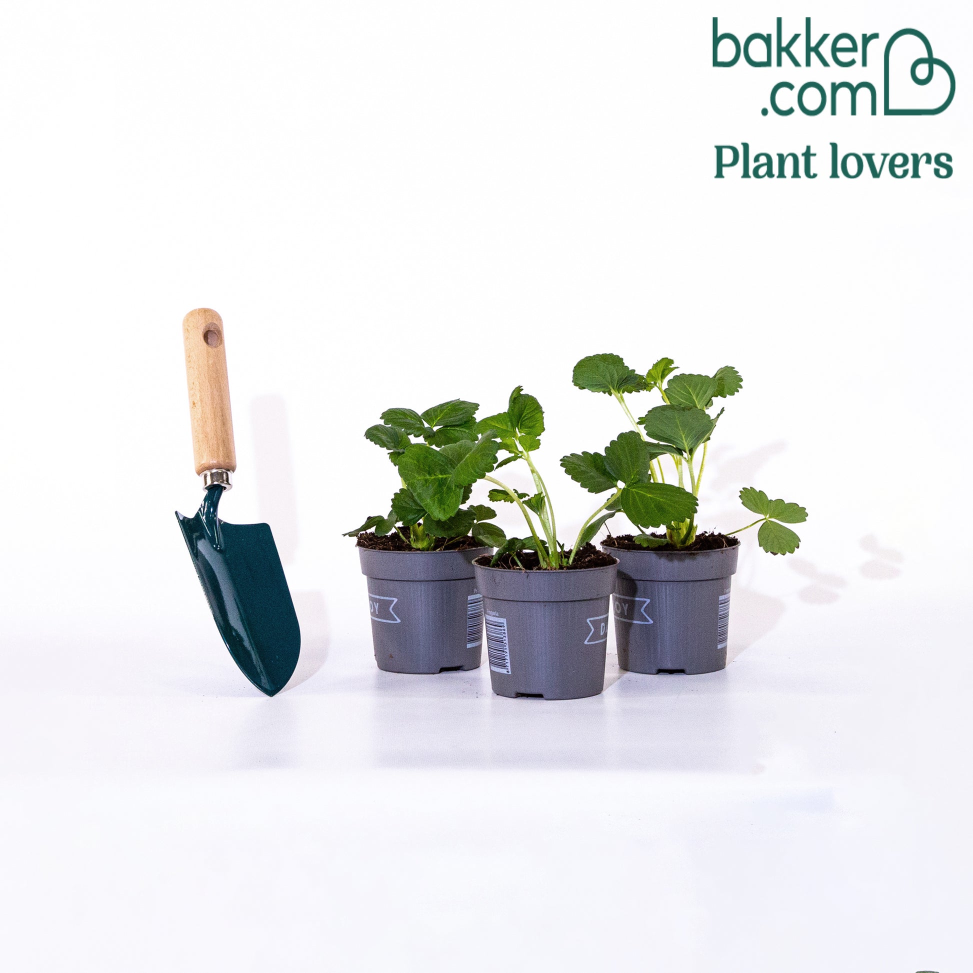 Erdbeere 'Toscana' (x3) - Fragaria x ananassa toscana