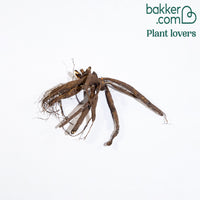 Pfingstrose Red Charm - Paeonia lactiflora x red charm - Stauden