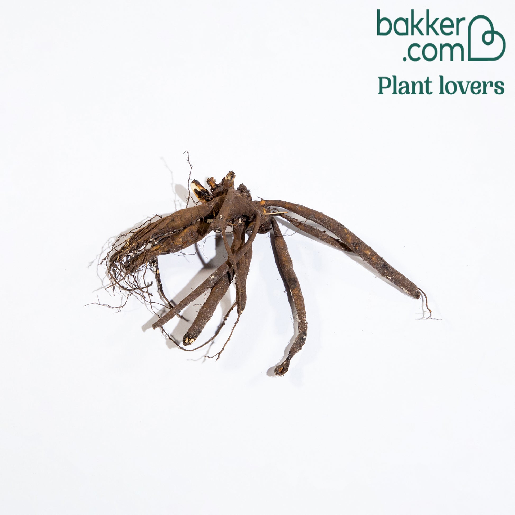 Pfingstrose Red Charm - Paeonia lactiflora x red charm - Stauden