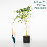 Riesenbambus 'Aureocaulis'