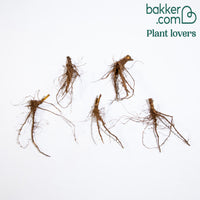 Gewöhnliche Stockrosen Mischung (x5)