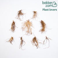 Maiglöckchen Mischung (3 Weiß + 3 Rosa + 3 Riesen Bordeaux) (x 9)