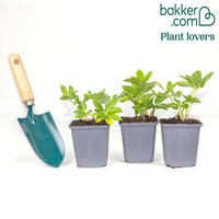 Christrose 'Christmas Carol'