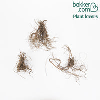 Blutroter Storchschnabel (x3) - Geranium sanguineum