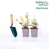 Gefleckte Taubnessel Beacon Silver