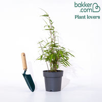 Roter bambus - Fargesia Jiuzhaigou genf