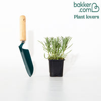 Lavendel Grosso - Lavandula angustifolia Grosso