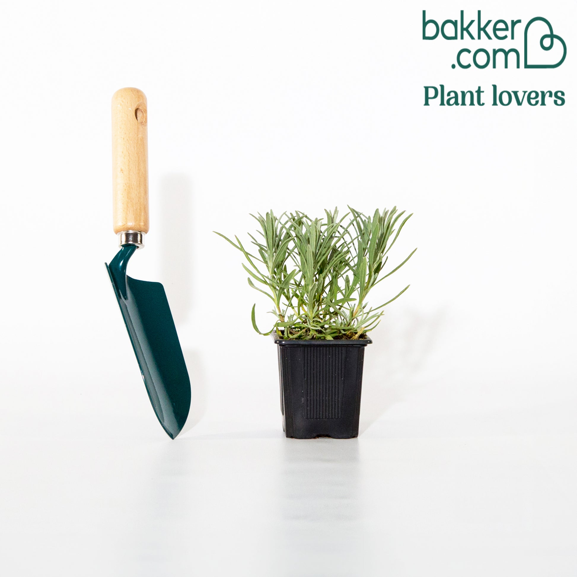 Lavendel Grosso - Lavandula angustifolia Grosso