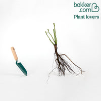 Strauchrose Malaga ®