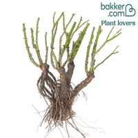 Rose Queen Elisabeth