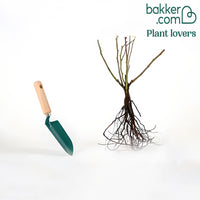 Kletterrose Metanoia