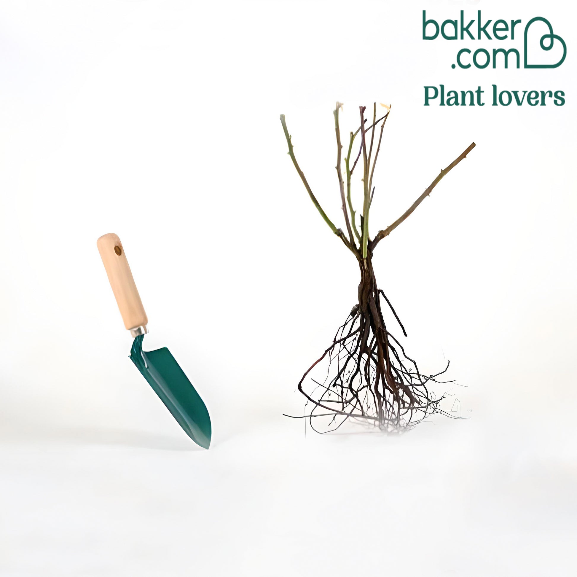 Kletterrose Musimara - Rosa musimara - Rosen