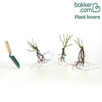 Randilla-Mini-Rosen: rot + gelb + rosa (x3)