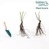 Duo Kletterrose (Vlammenspel, Paul's Lemon Pillar) (x2)