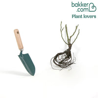 Edelrose 'Nostalgie'