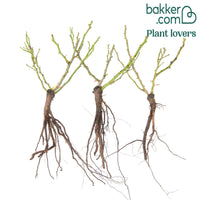 Bodendeckerrosen Mirato ®