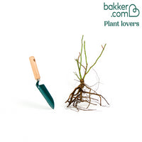 Rose 'Leonardo da Vinci'