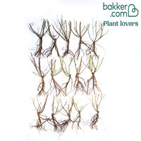 Beetrose Lilli Marleen