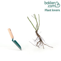 Strauchrose China Town