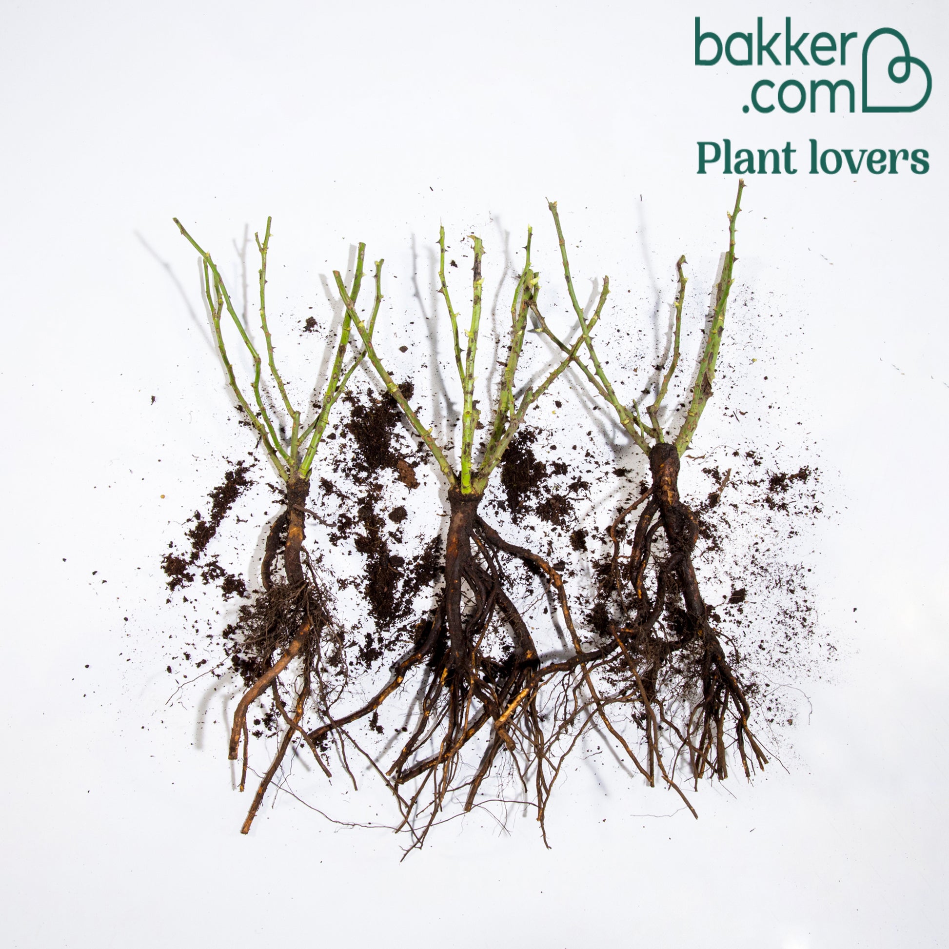 Mini-Rose Randilla gelb (x3) - Rosa randilla - Rosen