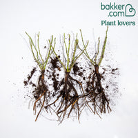 Mini-Rose Randilla rosa (x3) - Rosa randilla