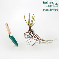 Rose White Symphony - Rosa White Symphony - Rosen