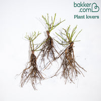 Bodendeckerrosen Happy Chappy (x3)