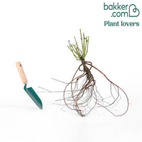 Rose Prinzessin von Wales ® Hardinkum