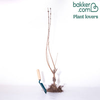 Doppelter weißer Flieder