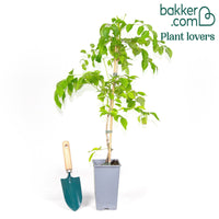 Trompetenblume Madame Galen