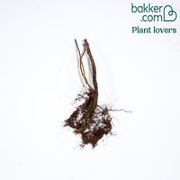 Remontant Himbeere Heritage